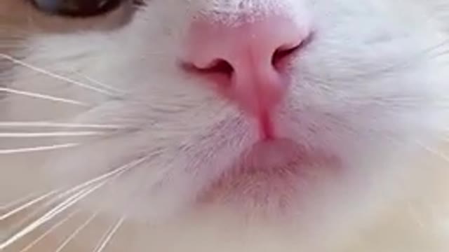 Funny cat moment
