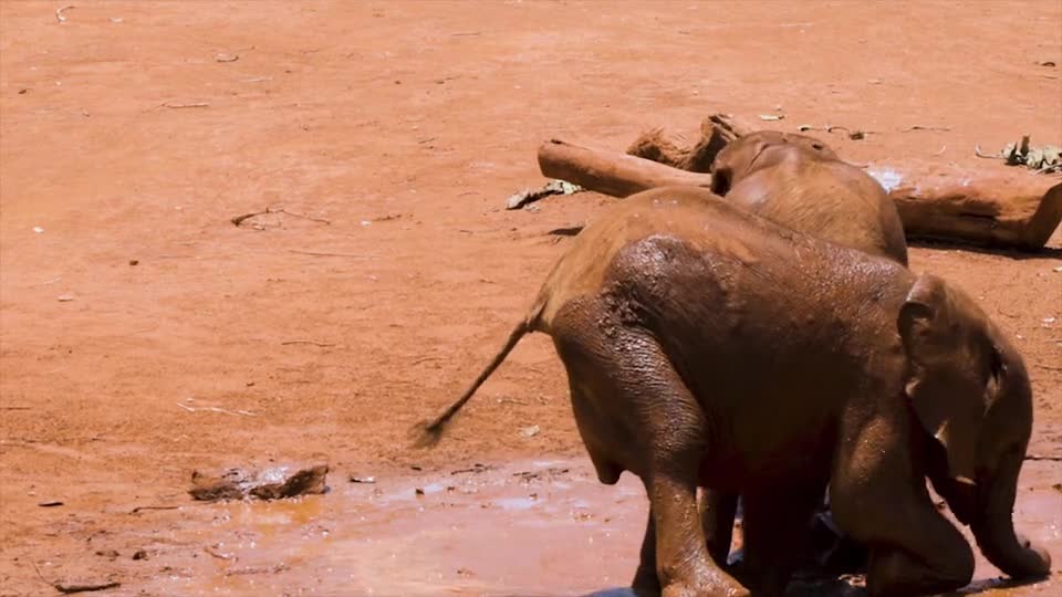 Elephants Playing In The Mud