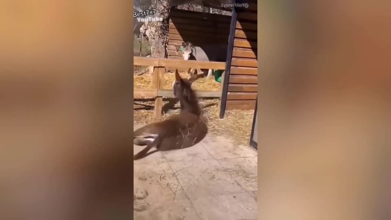 FUNNY VIDEO ANIMALS 🤣 2023