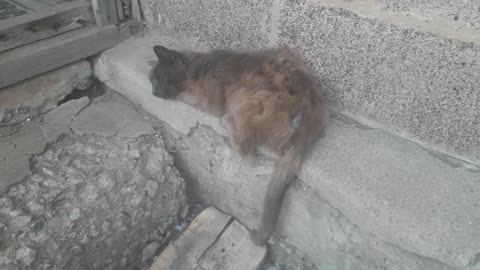 The cat "Serge" sleeps on the porch