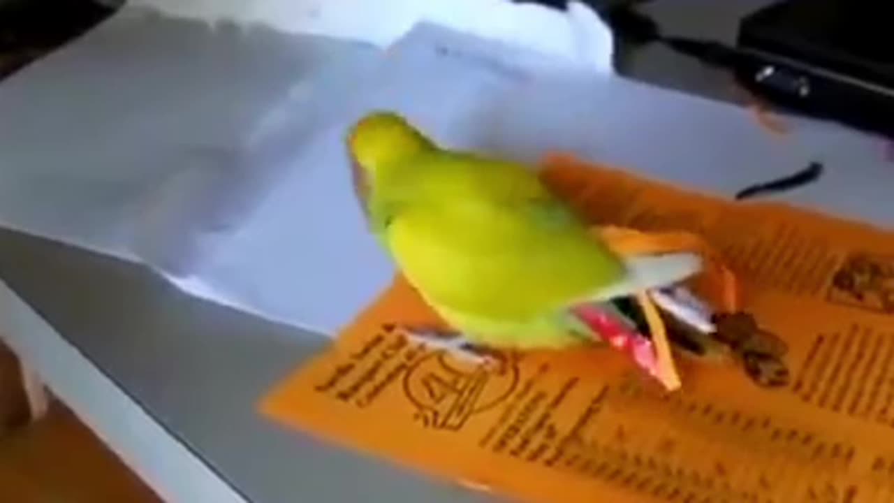 Funny pets part 1 funny animals video