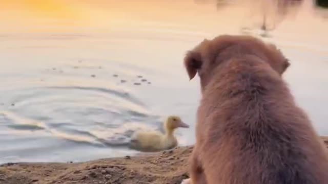 The dog went swimming with the duck