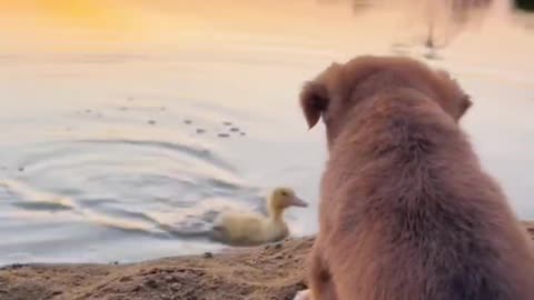 The dog went swimming with the duck