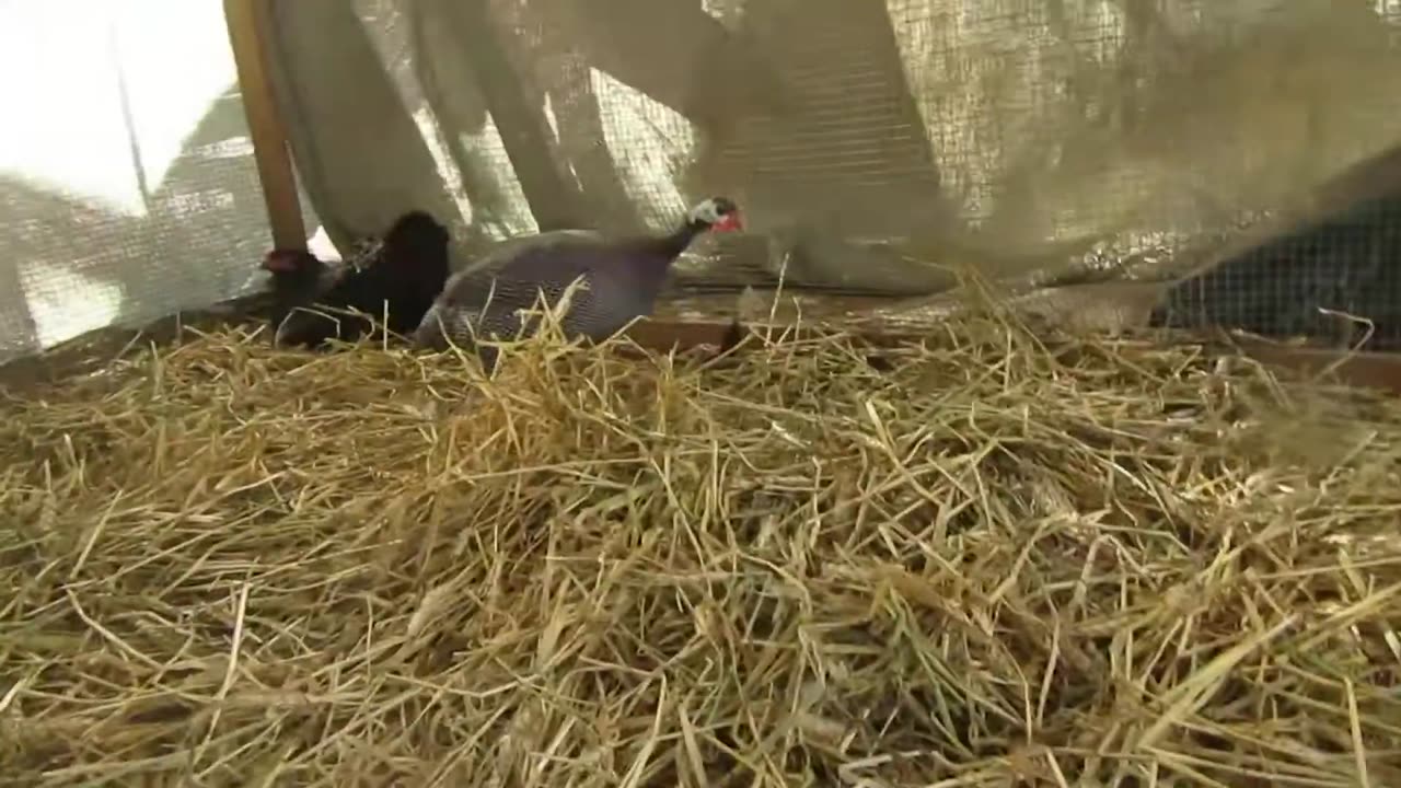 Mexican speckled quails