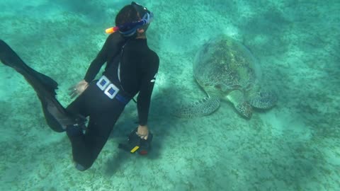 Slow motion shot of a cameraman making a close-up shot of a big sea turtle