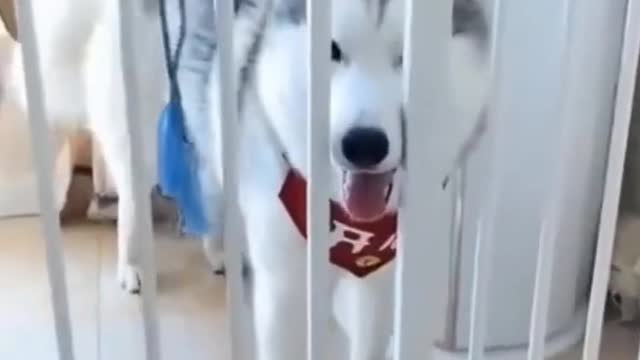 Cute Dogs and Puppies selection 1