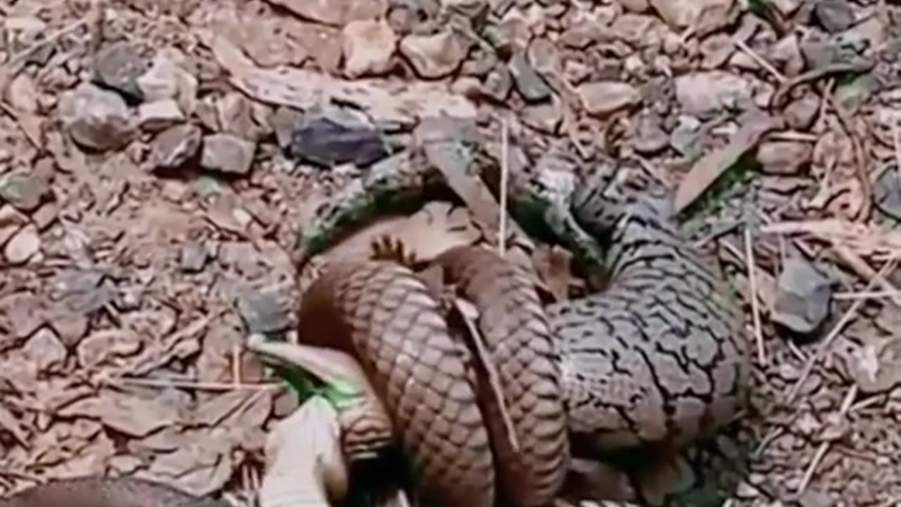 snake vs gekko, who will win?😱