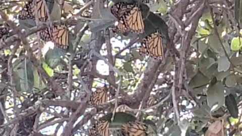 Monarch butterflies in live oak tree