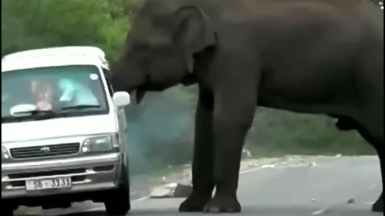 Elephant Movie 2
