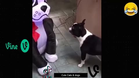 Best Funny Animal Videos Of The 2023