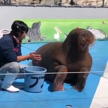 Various instances of pets being petted by residents