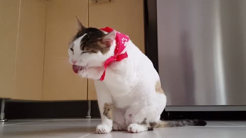 a very cute 🐈 cat, she cleans her paws after her breakfast