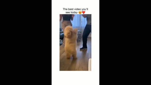 Puppy lovings dancing 😂