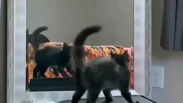 Black cat toxic dancing