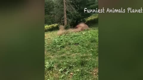 Animals most funny video🤣🤣
