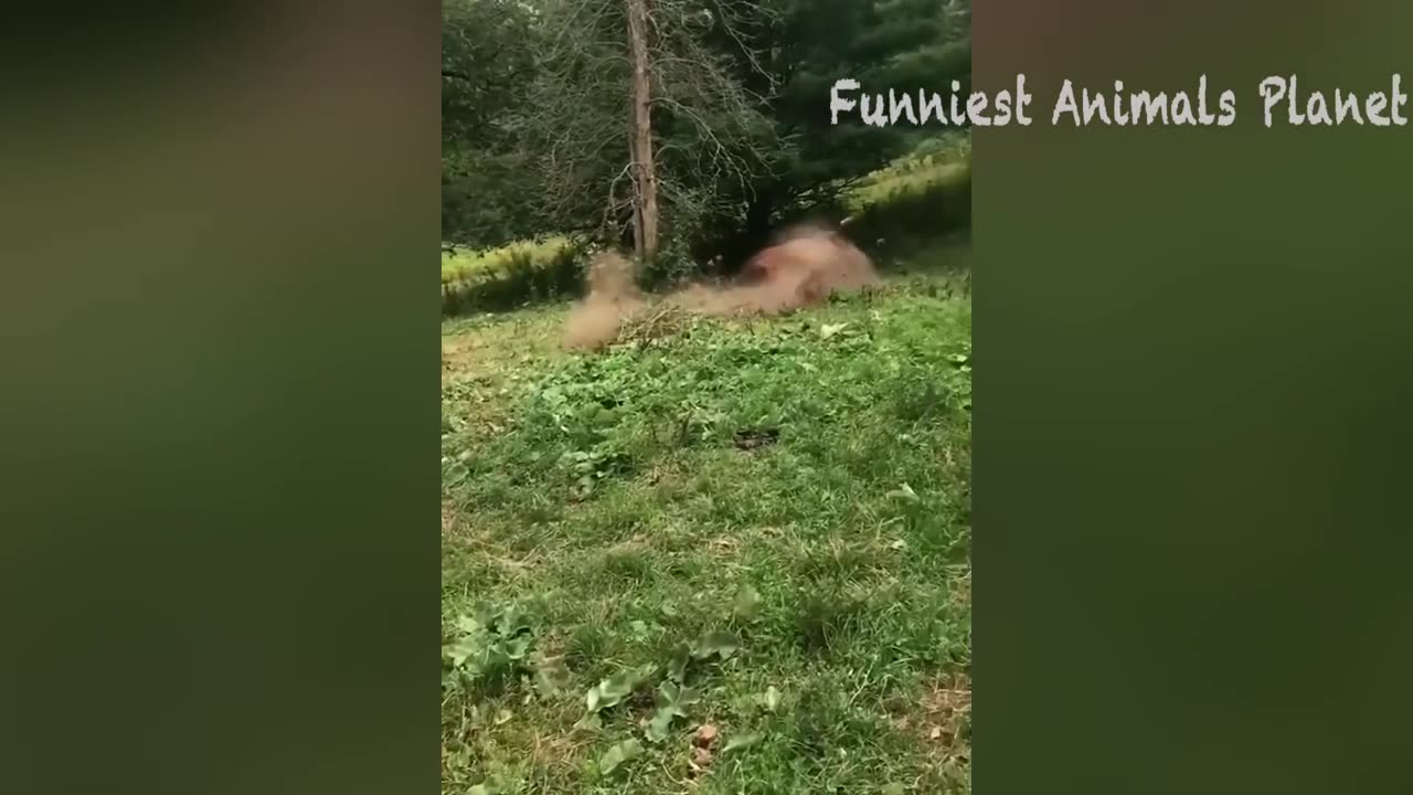 Animals most funny video🤣🤣