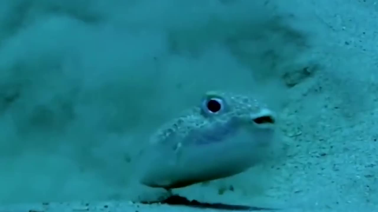 A tiny Japanese puffer fish creates patterns in the sand to attract a mate