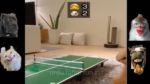 top funny animal clips,funny animl videos,funny dogs funny cats