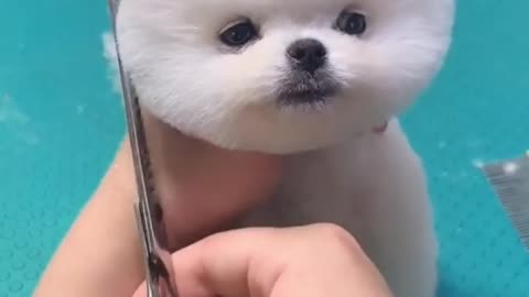 Cute Puppy grooming