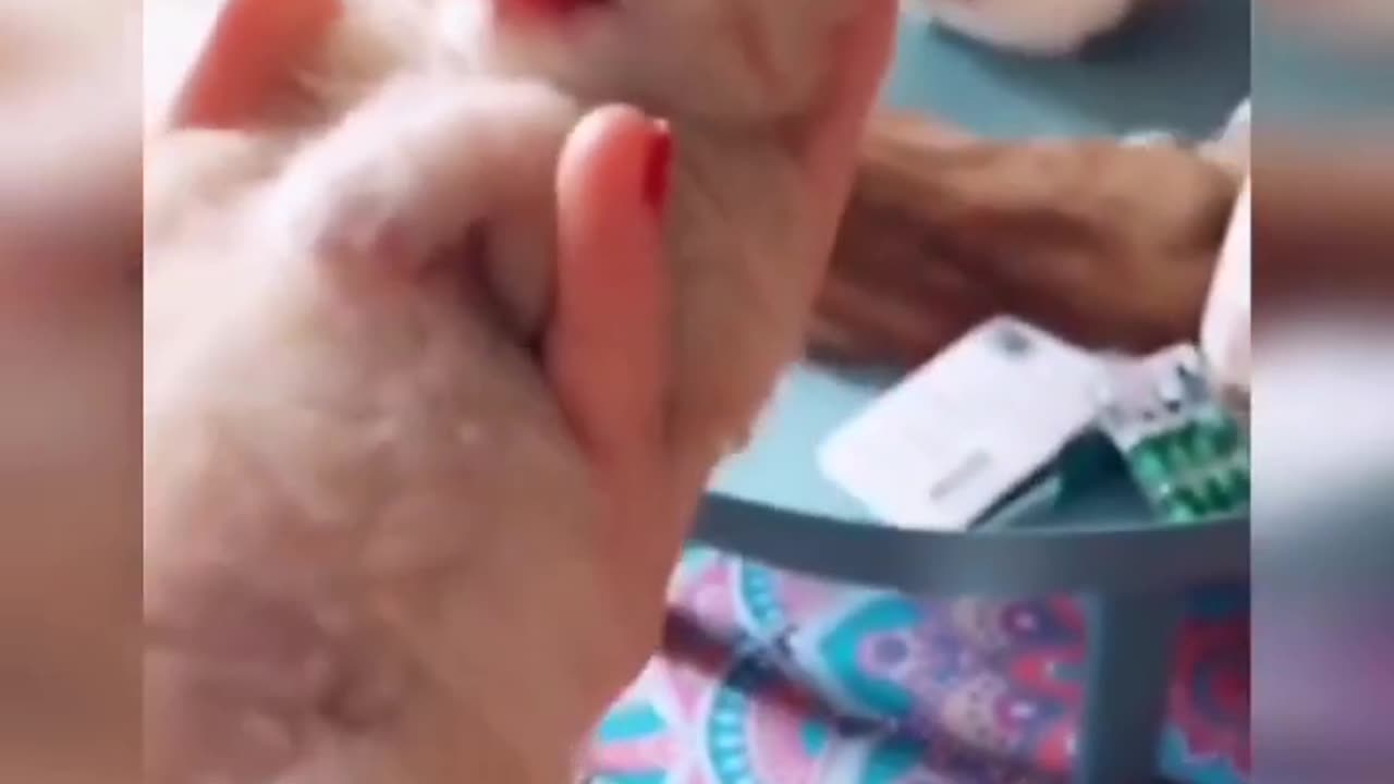 "Get Ready to LOL: Hilarious Cat Videos that will make you "Try Not to Laugh""
