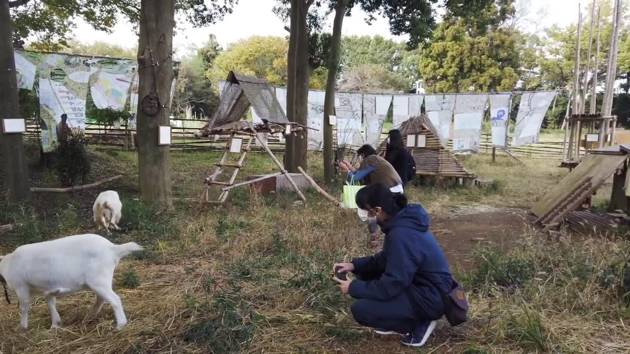 Project reexamines society through goats’ eyes - The Japan News