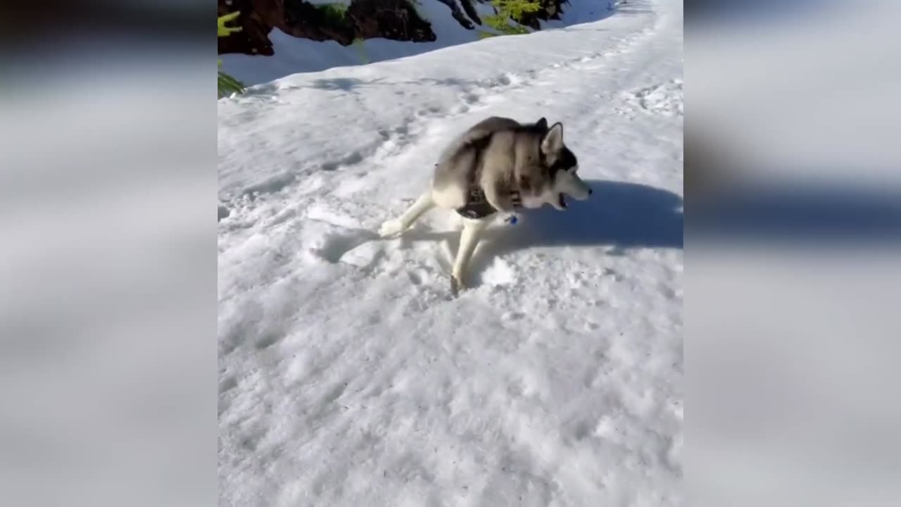 TOP funny animals #1