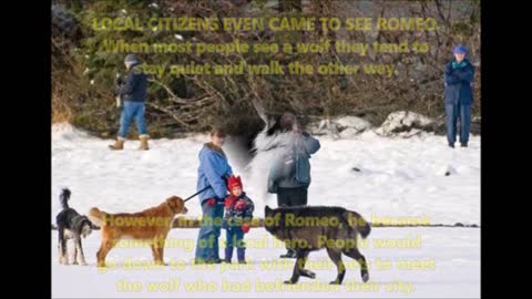 Incredible story of Romeo the Wolf<<33