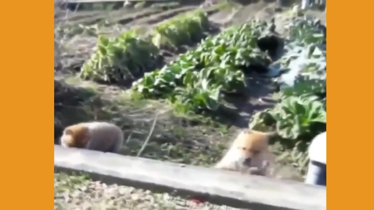 New Funny Videos 20223😂 Cutest animals Doing Funny Things.