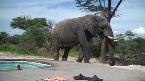 Elephant crashes the pool party