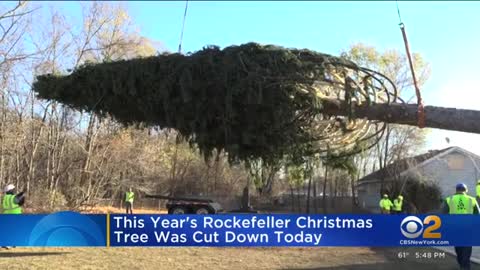 Rockefeller Center Christmas tree cut down upstate