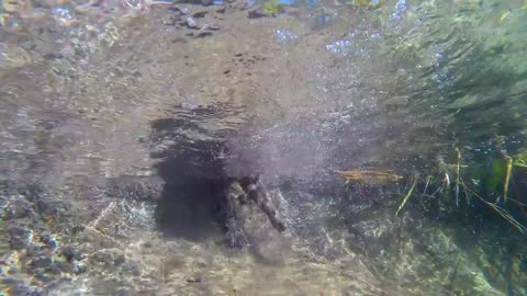Fishing Cat: The Cat That Hunts Underwater