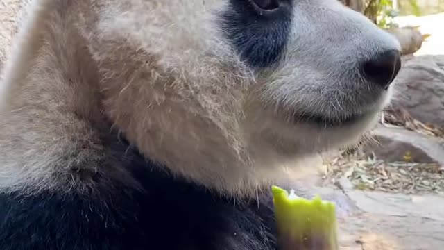 The panda