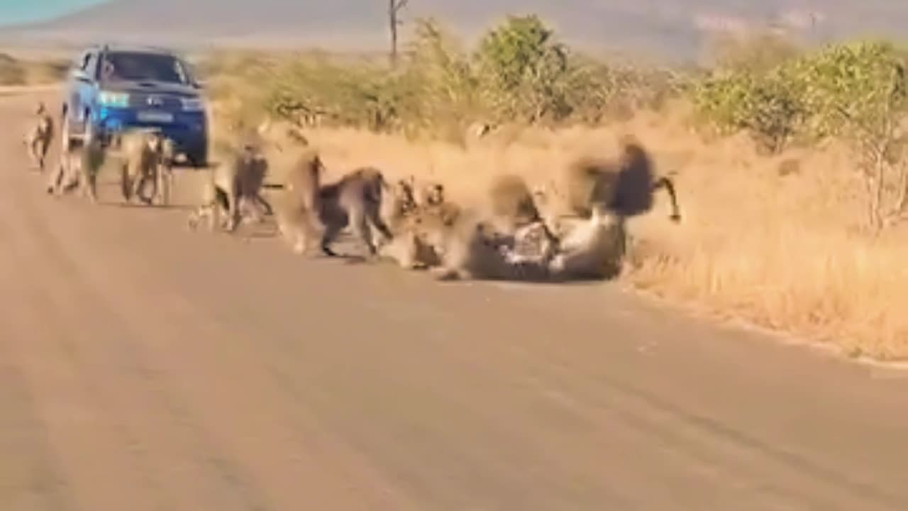 Baboons Unleashed Smacked aggressive Tiger looking for an easy meal.