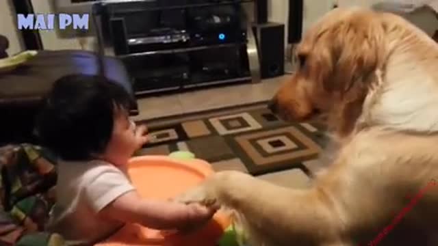 Funny cute dog. playing with baby.