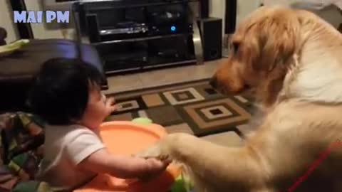 Funny cute dog. playing with baby.