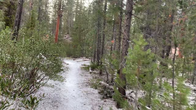 Silent Snowy Forest Hiking – Central Oregon – Edison Sno-Park – 4K