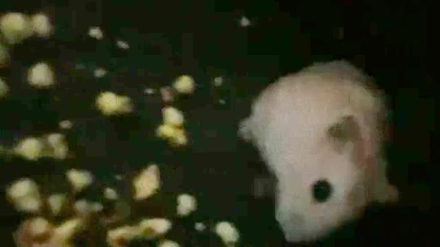 Hamster Bites Teen Inside Movie Theater