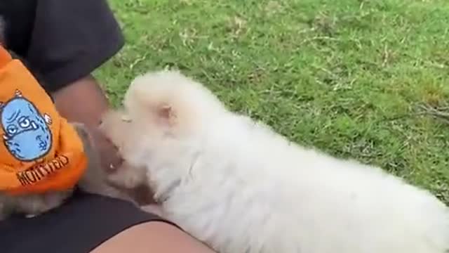 Viral video #viral rumble Comedy