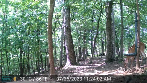 The Woods – 07/26/2023