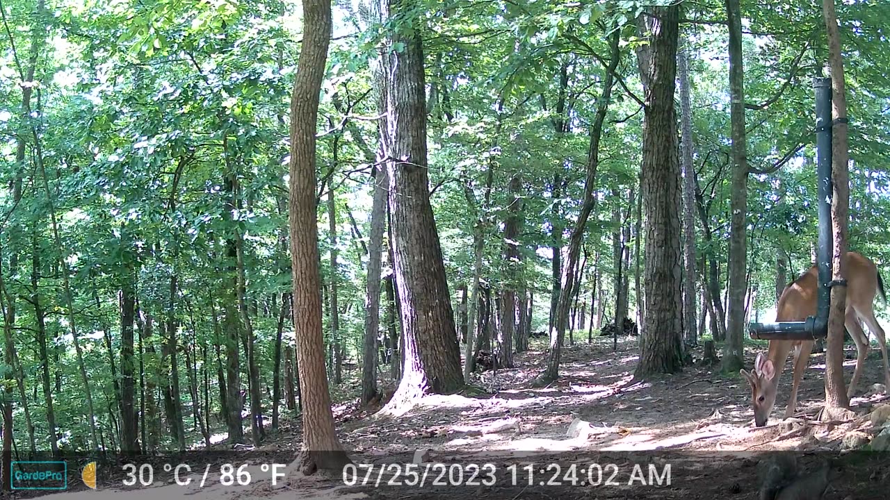The Woods – 07/26/2023