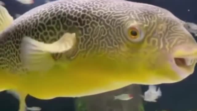 OMG did you know these fish existed😱🐟