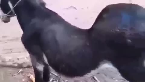 Why donkey was punished