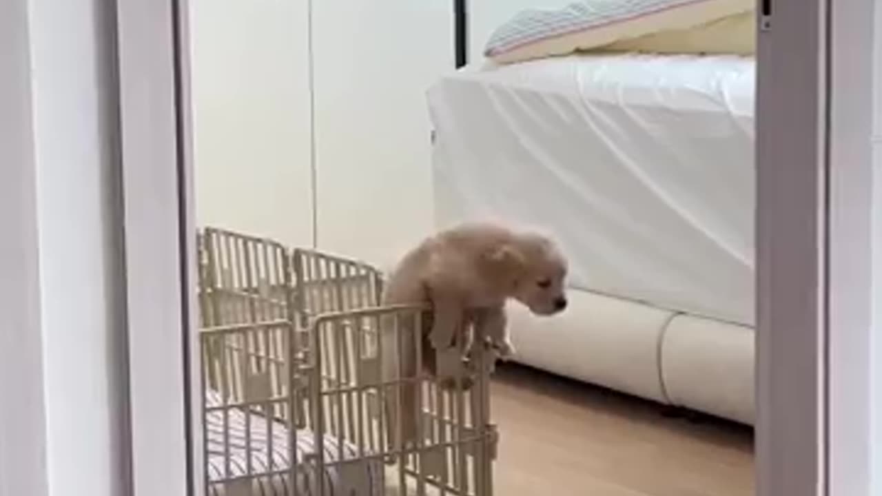 Puppy is an Escape Artist!