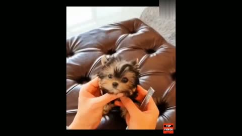 World’s SMALLEST Dogs OMG! 6