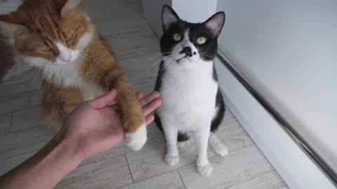 How do I train my cat？-6