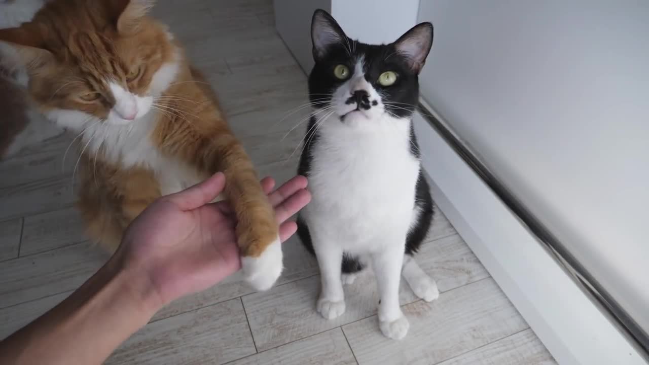 How do I train my cat?-6
