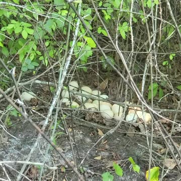 Collecting eggs can be harder than you think