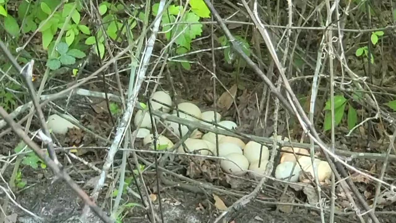 Collecting eggs can be harder than you think