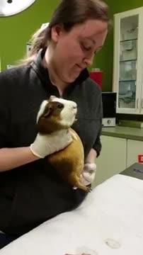 Guinea pig restraint IP injection