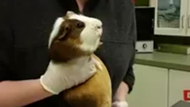 Guinea pig restraint IP injection